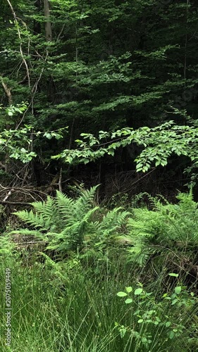 Green ferns foliage leaves and trees in a dark forest in Westerwald Germany Europe
