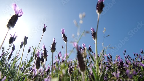 Lavender Flowers Swaying in Sunlight Against Clear Blue Sky