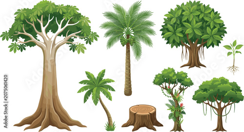 Tropical rainforest trees and jungle plants vector set featuring banyan palm kapok stump and vines isolated on white background for landscape graphic design