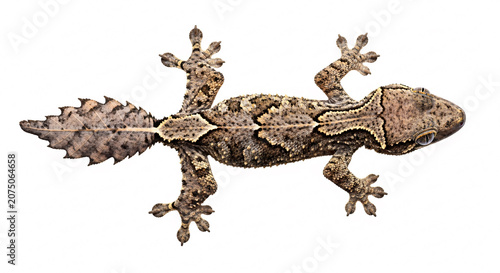 Realistic Leaf Tailed Gecko Isolated on White Background with Camouflage Detail