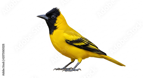 Realistic Black-Hooded Oriole Bird Isolated on White Background