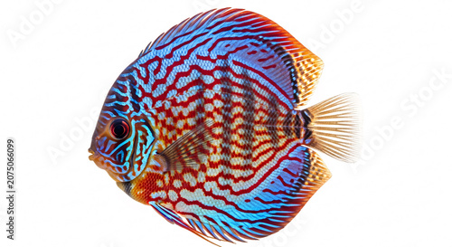 Realistic Discus Fish Isolated on White Background Colorful Tropical Freshwater Fish