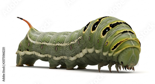 Realistic Caterpillar Isolated on White Background Green Butterfly Larva Macro