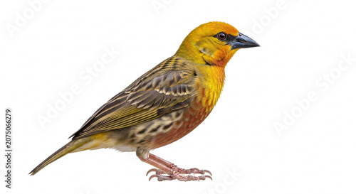 Realistic Golden Weaver Bird Isolated on White Background Full Body Wildlife