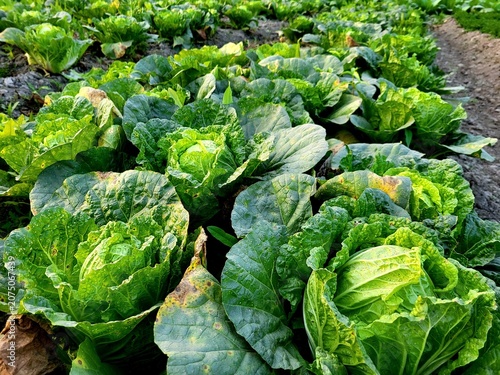 Bild auf Leinwand Chinese cabbage (Brassica rapa, subspecies pekinensis and chinensis) is either o