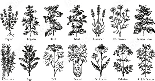 Bild auf Leinwand A collection of engraving vintage botanical illustrations of various herbs and p