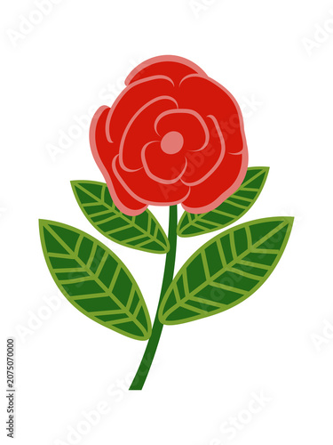 A blooming red rose flower with green leaves isolated on a white background. 