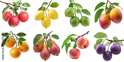 Set collection of ripe growing fruits on branches: mango, lime, lemon, apple, peach, plum, pear, orange, isolated on transparent background PNG, template, mockup, cut out