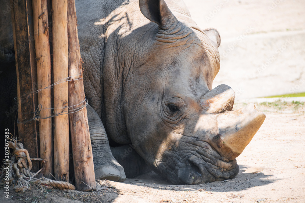 Fototapeta premium A white rhino resting in a wildlife sanctuary close-up