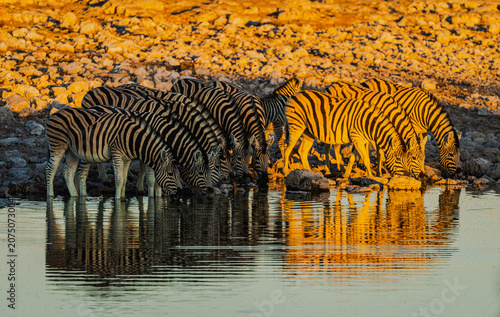 Photography Incredible diversity of wild animals at a waterhole in Etosha National Park, Nam