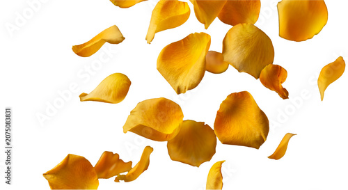 Falling yellow rose petals isolated on transparent background, PNG overlay