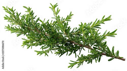 Fresh green thuja branch on white background
