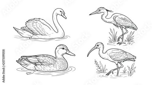 Quadro su tela Vintage hand drawn water birds vector set, 4 detailed sketches of swan duck hero
