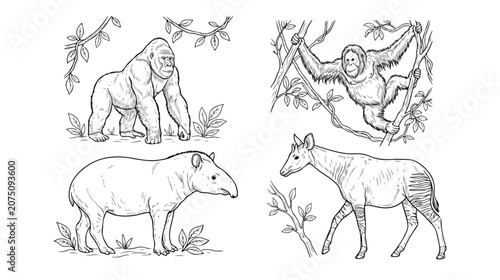 Tableau sur toile Vintage jungle animal illustrations, hand drawn gorilla and orangutan primate sk