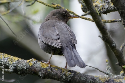 Photos a  small sentinel blackbird