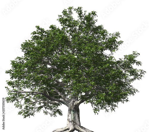 Fotografía European Beech 3D Tree with alpha