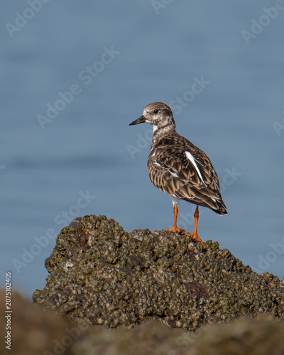 Ruddy Turnstone