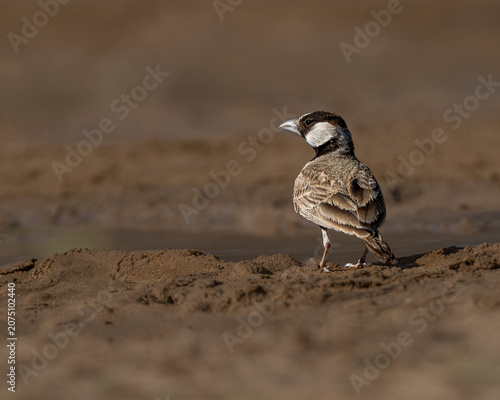 Black-crowned Sparrow-Lark