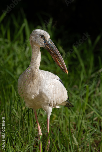 Asian Openbill