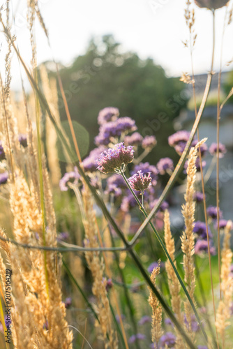 Blooming Purple Verbena Among Golden Grasses in Warm Summer Evening Light