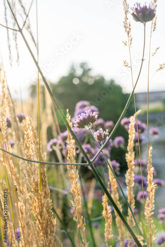 Blooming Purple Verbena Among Golden Grasses in Warm Summer Evening Light