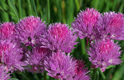Bright purple onion flowers in a garden flowerbed. Natural purple background