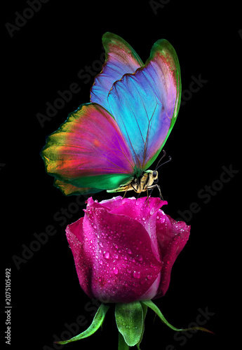 bright tropical morpho butterfly on colorful purple rose in dew drops isolate...