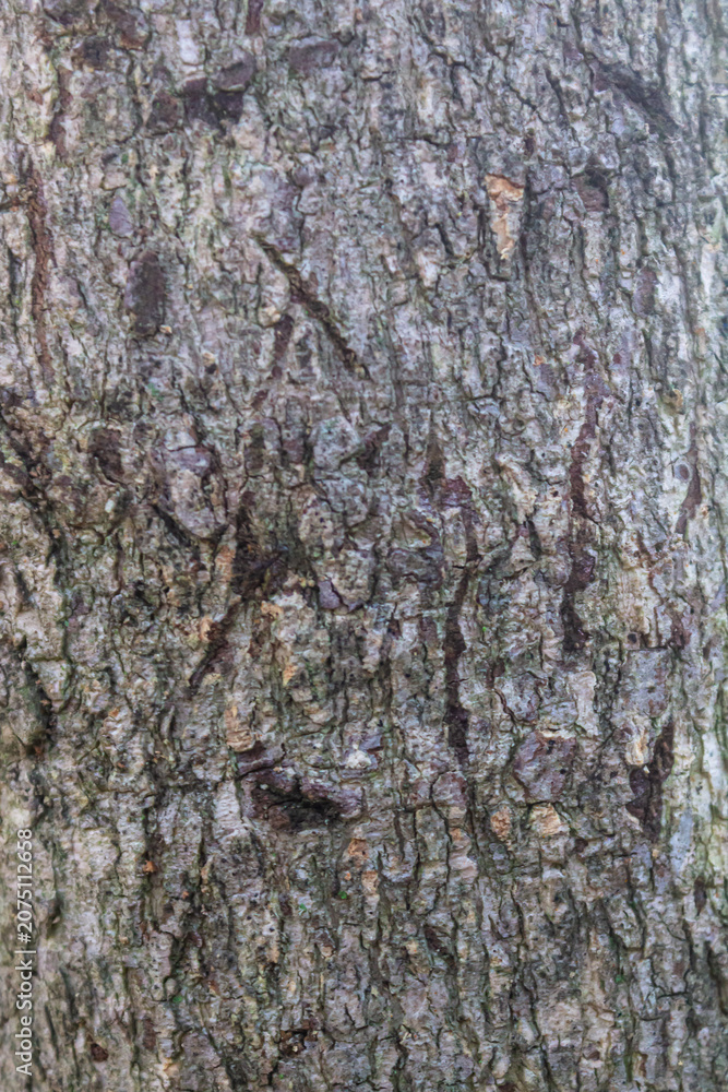 Fototapeta premium Natural Tree Bark Texture High Resolution Background