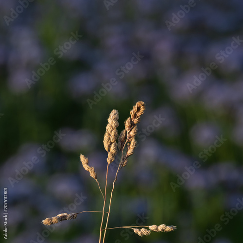 Orchard grass seed head against a defused background