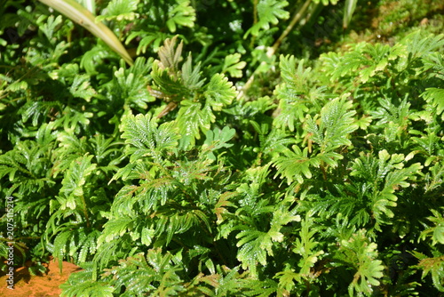 Fotografie Beautiful green selaginella spikemoss fern leaves growing densely in the garden under natural sunlight