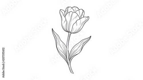 Minimalist tulip flower line art, hand drawn botanical sketch on white background, elegant floral engraving for wedding invitations and logo design