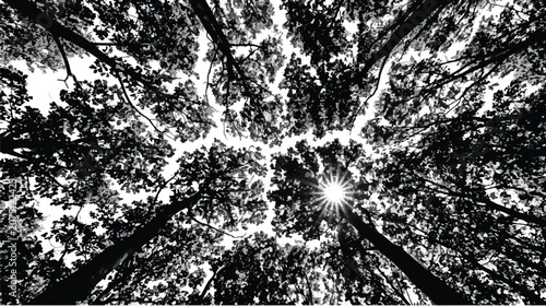 Foto Black and white forest canopy vector, crown shyness tree branches with sun flare
