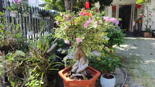 Beautiful potted bougainvillea exhibits master bonsai styling in private courtyard. Thick trunk, pink flowers and vibrant leaves create artful focus among backyard greenery, showcasing skillful hortic