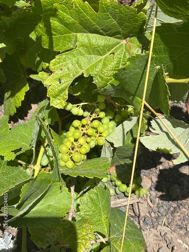 green grape in the field of Lanzarote