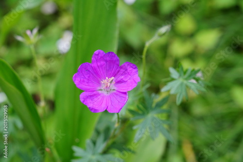 アケボノフウロの花