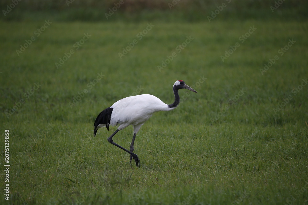 Fototapeta premium Red-Crowned Crane Walking Through Green Grassland