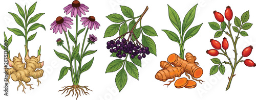Принти на полотні Immune boosting medicinal herbs illustration set featuring ginger echinacea elde