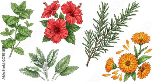 Photography Organic medicinal herbs and botanical flowers illustration set featuring oregano