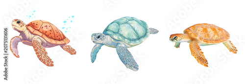 Colorful sea turtles swimming gracefully in ocean, showcasing their unique patterns and vibrant colors, evoke sense of tranquility and beauty, Isolated on transparent background