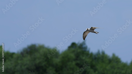 Canvas Print Whiskered Tern Banking in Sky
