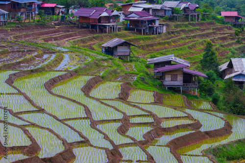 Rice terrace Paddy field Rural house Agriculture Landscape Green Water Farming Village Hill Nature Crop Plantation Terrace farming Traditional