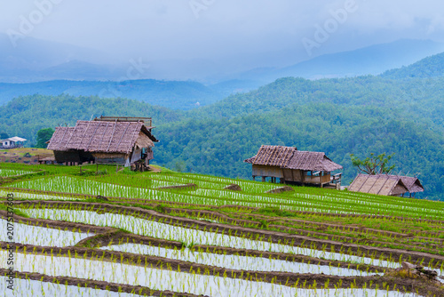 Rice terrace field with traditional wooden huts on hillside and misty mountain background in rural landscape