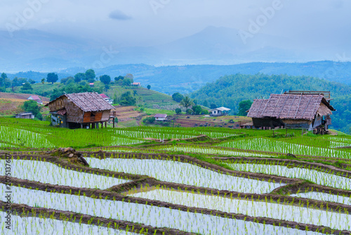Rice field terrace with wooden huts on misty mountain landscape, showcasing vibrant green plants and rural farming life in peaceful setting