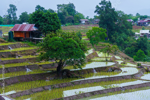 Rice terrace Paddy field Rural landscape Green tree Wooden house Mountain village Agriculture Farming Irrigation Water reflection