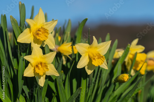 Yellow Daffodils Blooming in Spring Garden with Blue Sky Background