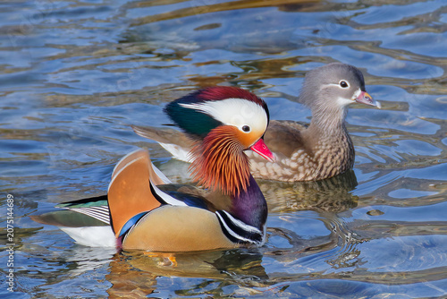 Foto 雌に求愛行動をするオシドリ(Mandarin Duck)の雄