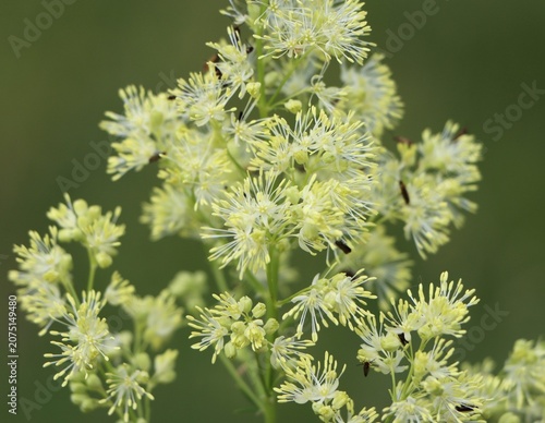 Quadro su tela Shining meadow rue (Thalictrum lucidum) growing in grassland