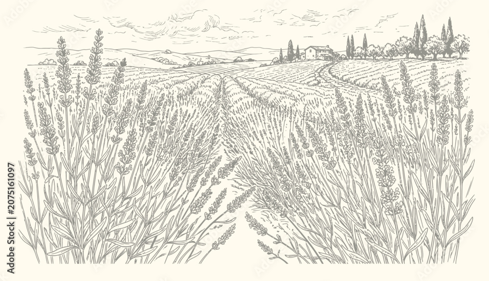 Fototapeta premium Lavender Field Landscape, Rustic Farmhouse, Tuscan Hills, Vintage Sketch Style, Rural Countryside Scenery
