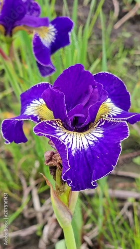 blue iris flower macro shot
