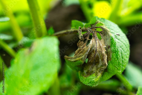Close-Up of a Diseased Potato Leaf Showing Signs of Blight and Decomposition in a Lush Green Garden Environment.